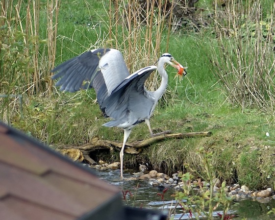 grey heron